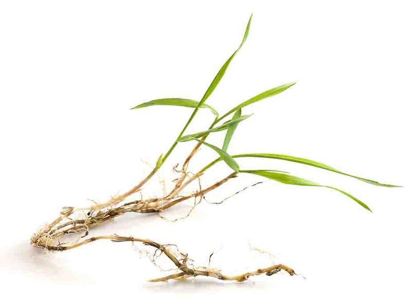 Remove a few young plants before they set seed