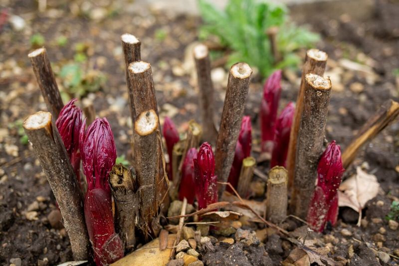 Check Crown Depth and Go Easy on Mulch
