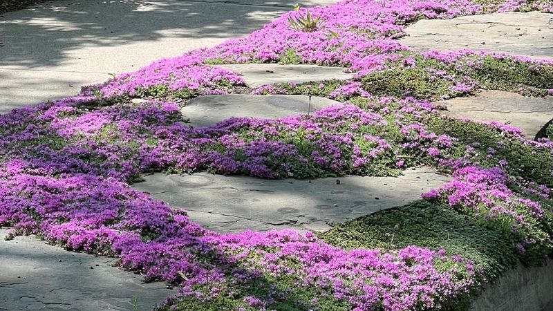 Creeping Thyme