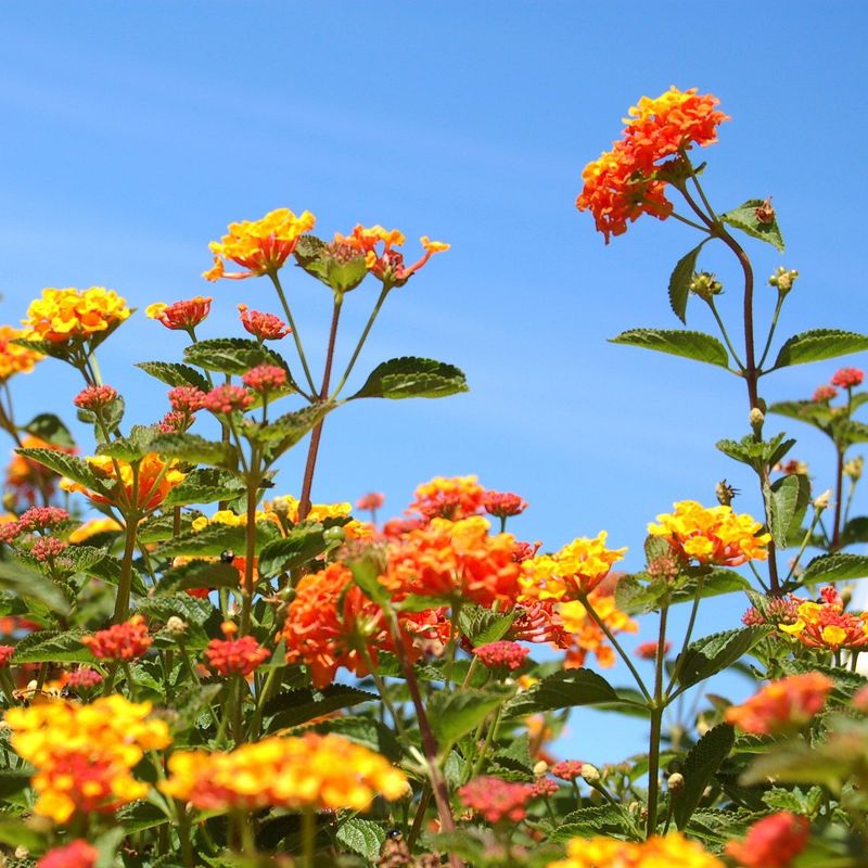 Lantana can grow woody without losing its flowers