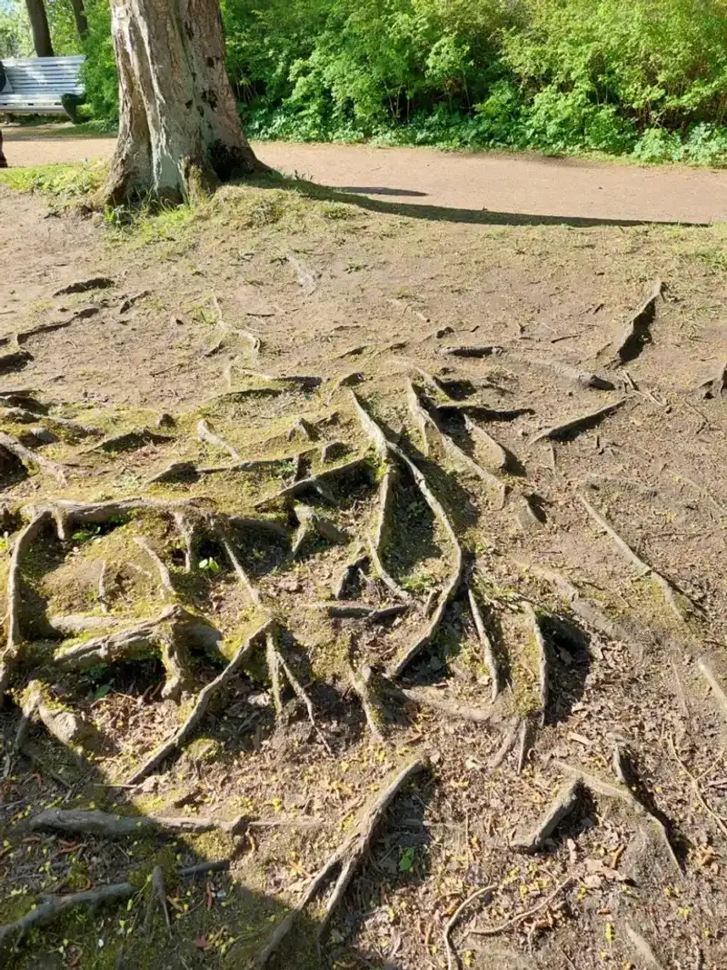 Protect Surface Roots From Lawn-Care Damage