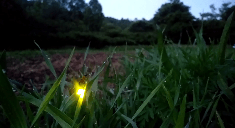 The glow is a habitat clue, not a soil test