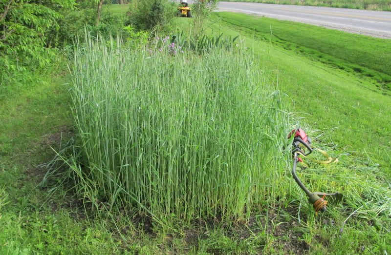 Plan the cover crop’s exit before spring planting