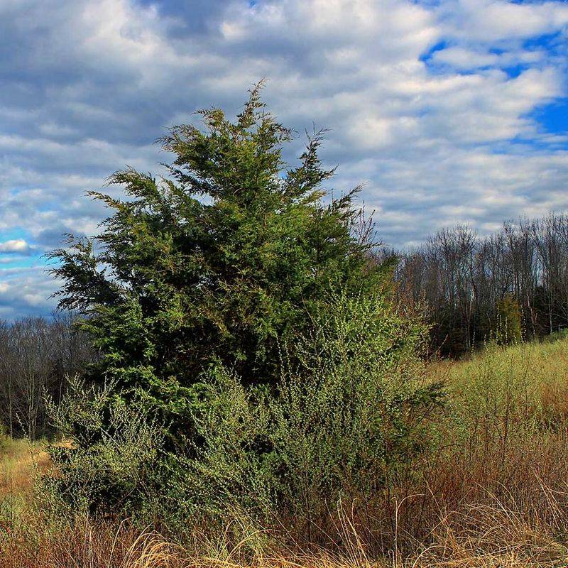 Eastern Red Cedar