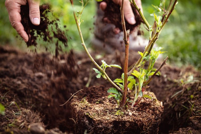Set the planting depth according to the plant you bought