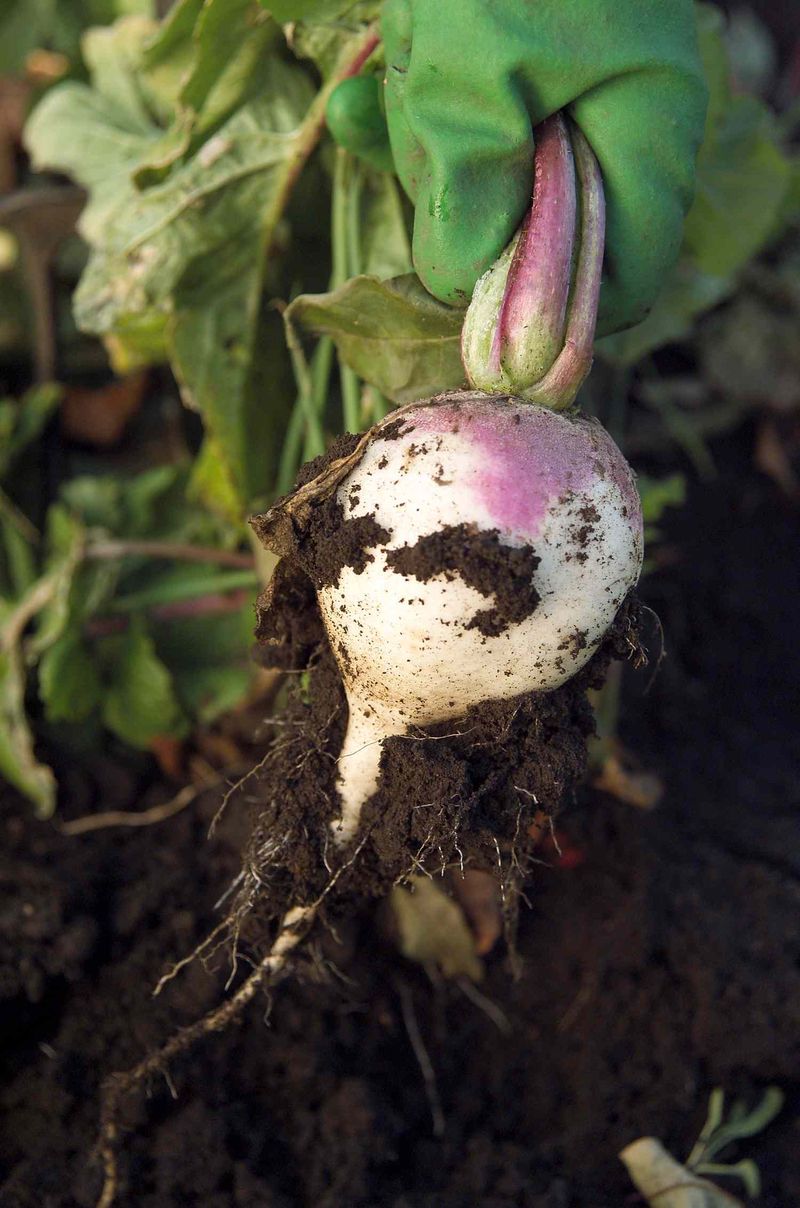 Protect the remaining roots as they grow