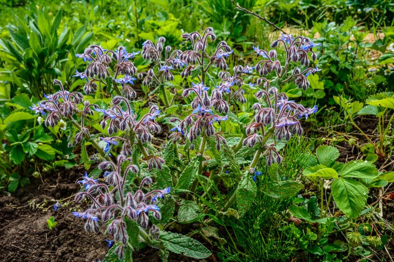 Offers a Long Bloom Period for Sustained Pollinator Activity