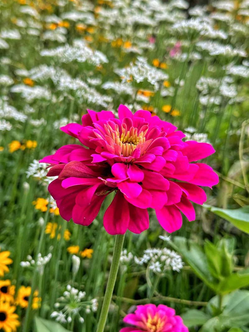 Zinnia