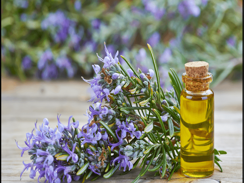 One rosemary-aroma study found mixed memory results