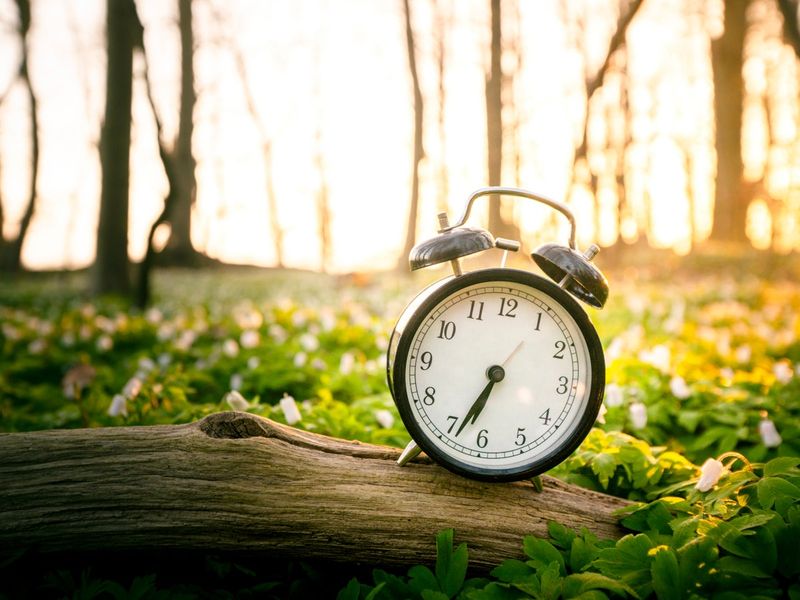 What it means for a plant to keep time in darkness