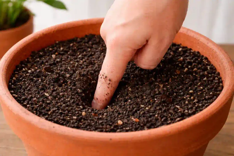 Check Soil Moisture Before Watering