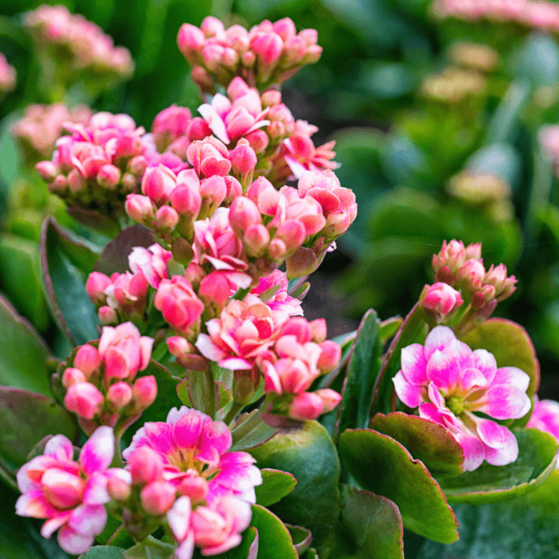 Kalanchoe