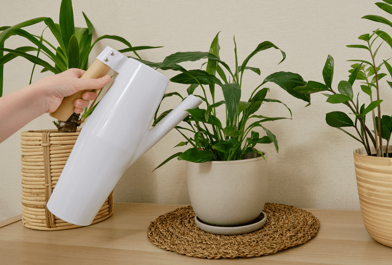 Should you water it now?