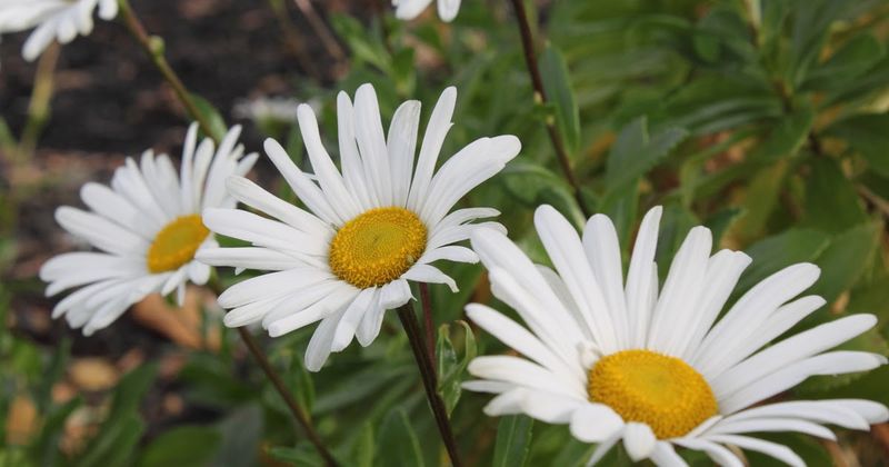 Montauk Daisy (Nipponanthemum)