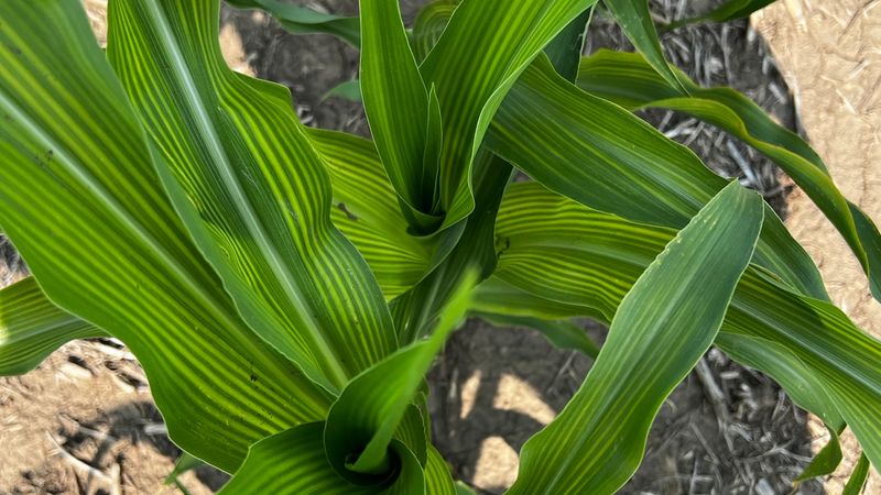 Pale stripes can have causes other than zinc deficiency