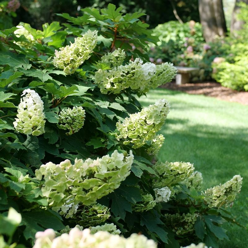 Identify the hydrangea before you touch the pruners