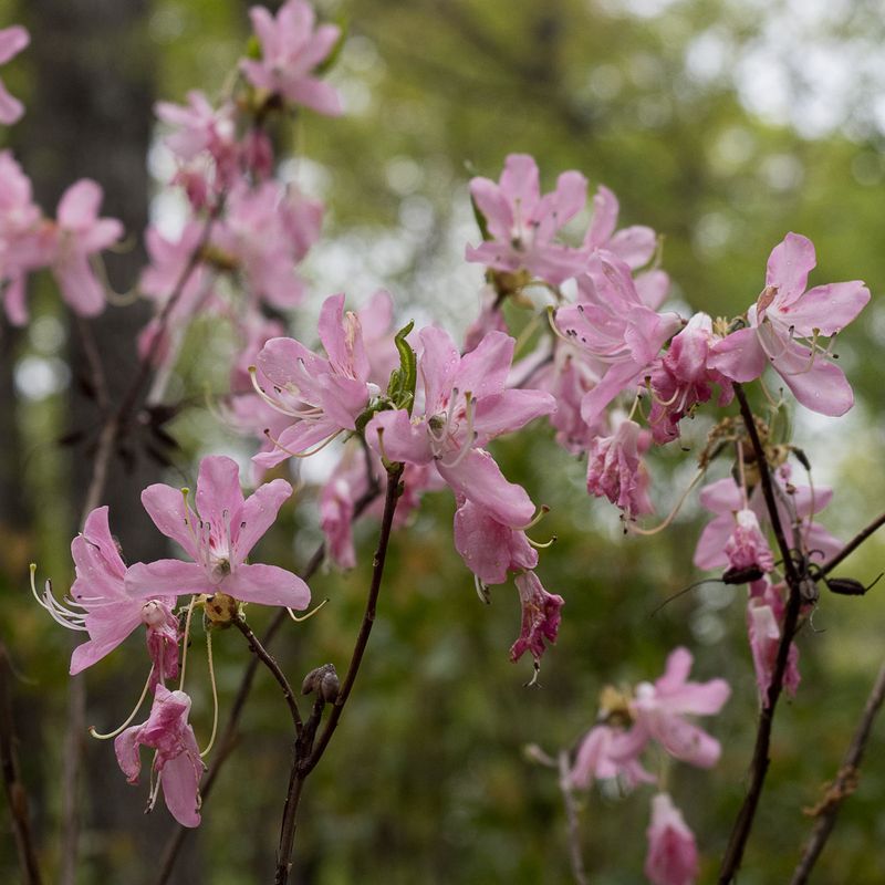 Pink-Shell Azalea (Rhododendron vaseyi)
