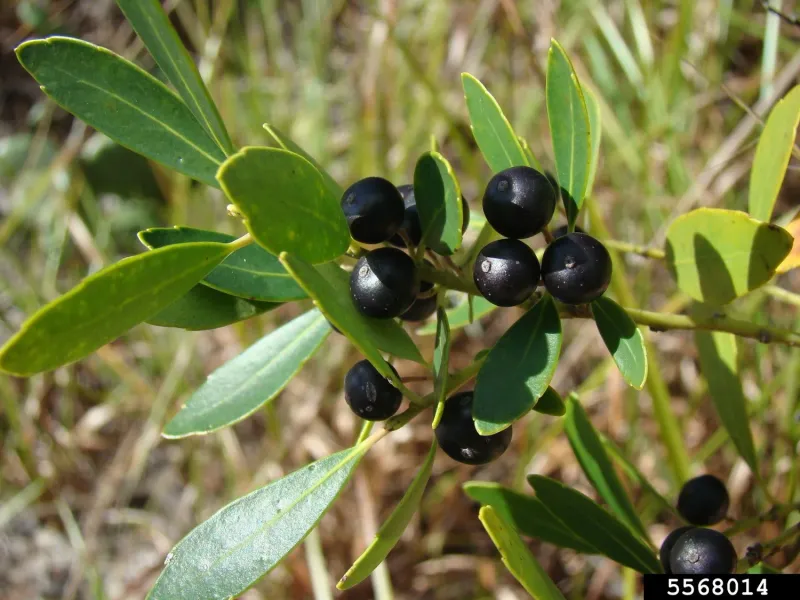 Inkberry Holly (Ilex glabra)