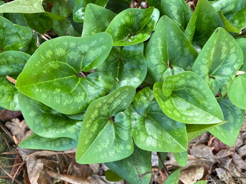 Heartleaf Ginger (Asarum arifolium and Hexastylis shuttleworthii)