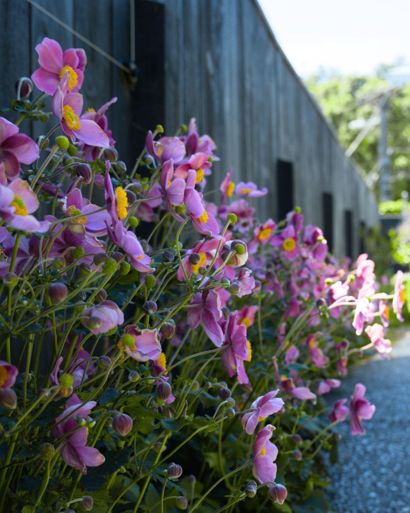 Japanese Anemone