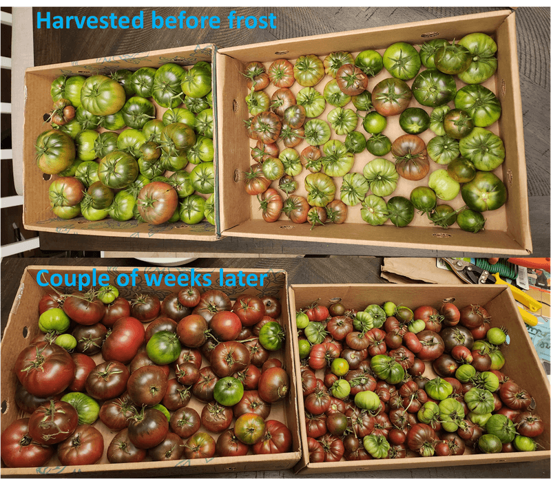 Harvest before frost and finish ripening indoors