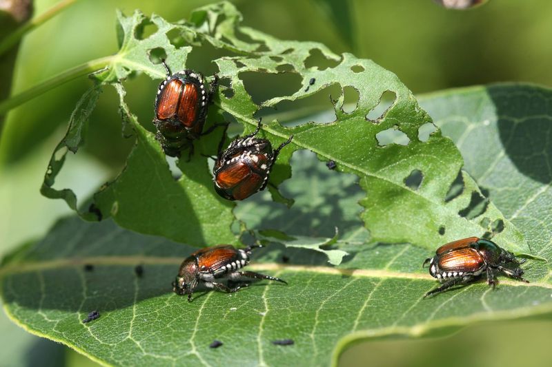 Let Integrated Pest Management Set the Pace