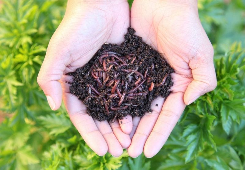 Refresh the Root Zone With Worm Castings