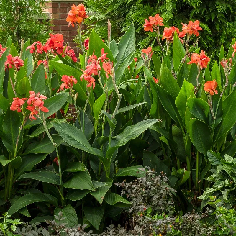Canna Lily (Orange Varieties)