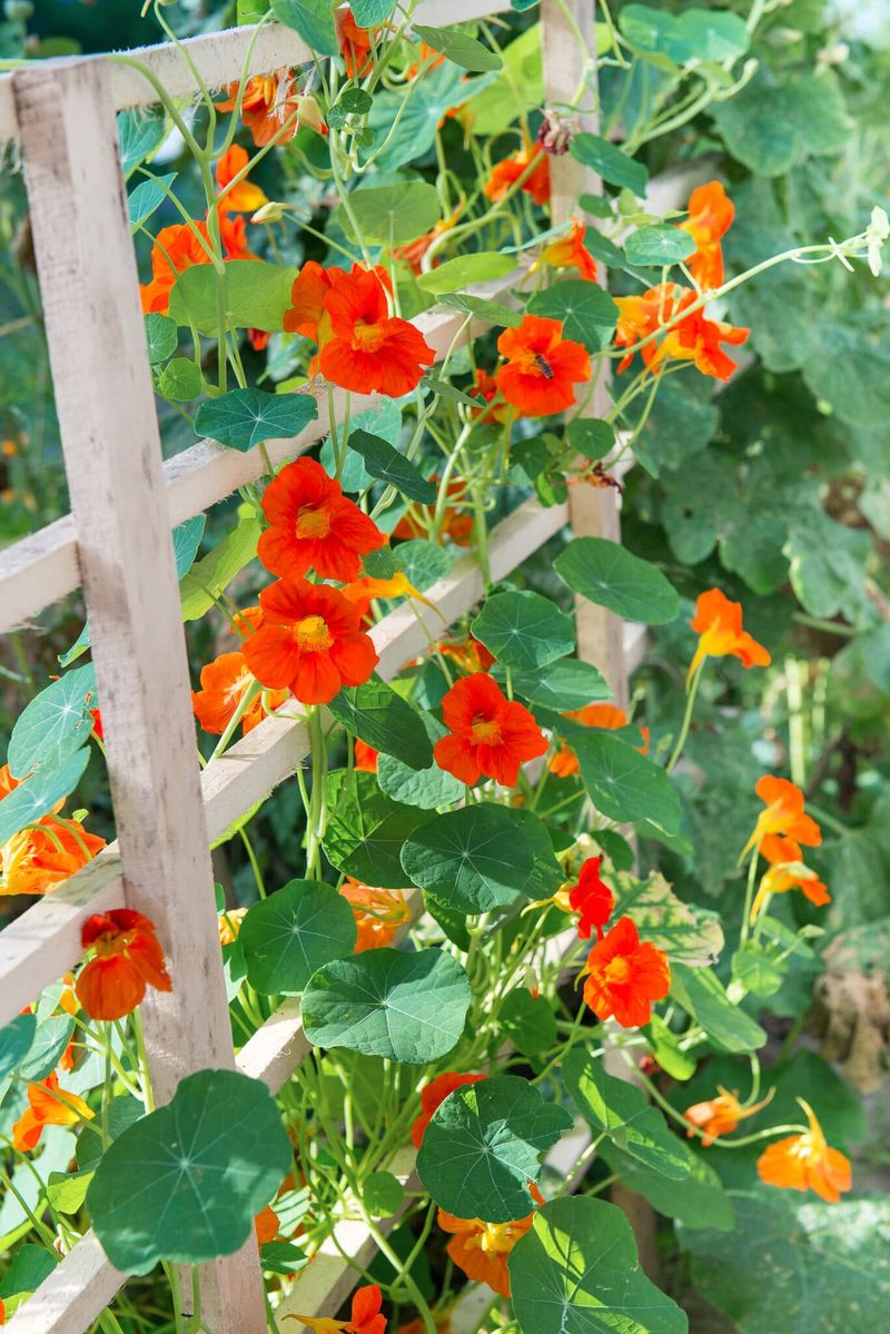 Nasturtiums