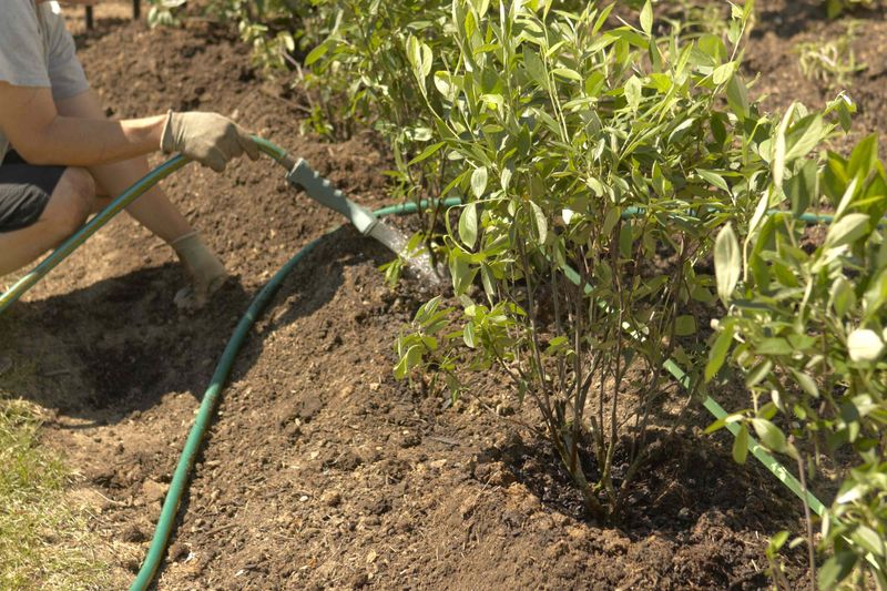 When should you water outside the morning window?