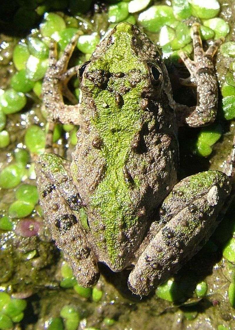 Repeated frogs offer a clue, not a yard-health score