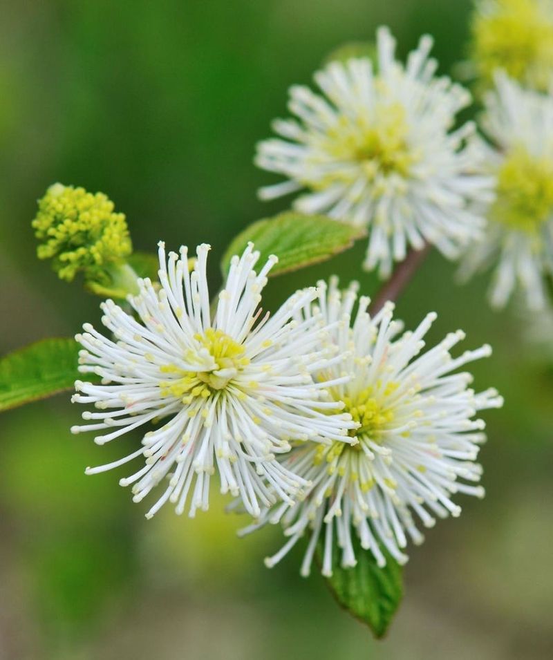 Fothergilla