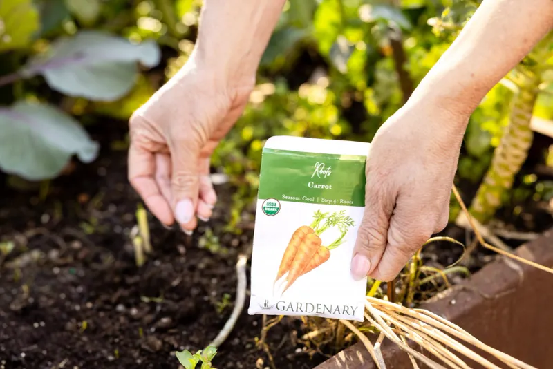 Direct Sowing, Even Moisture, and Thinning Protect the New Root