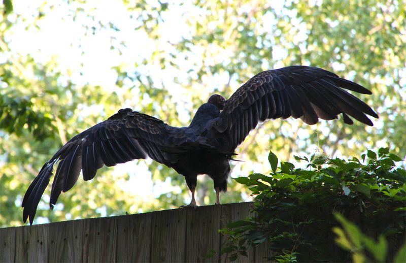 The real takeaway is faster cleanup, not backyard sterilization