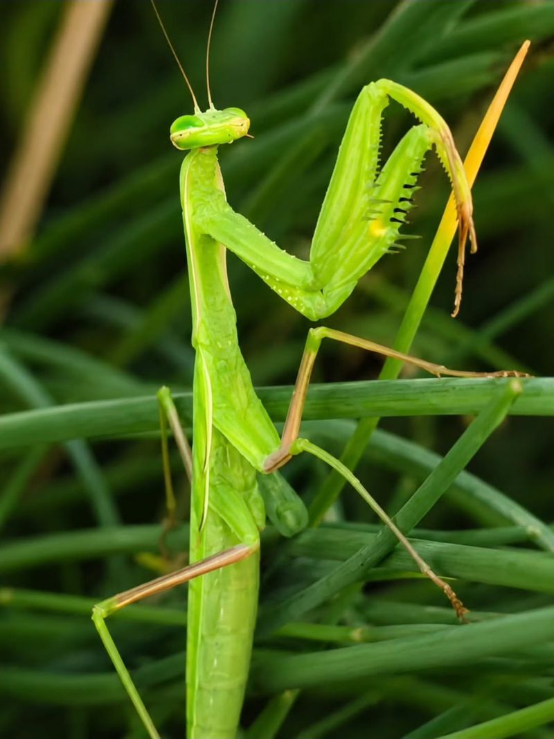 A mantis signals opportunity, not a balanced garden