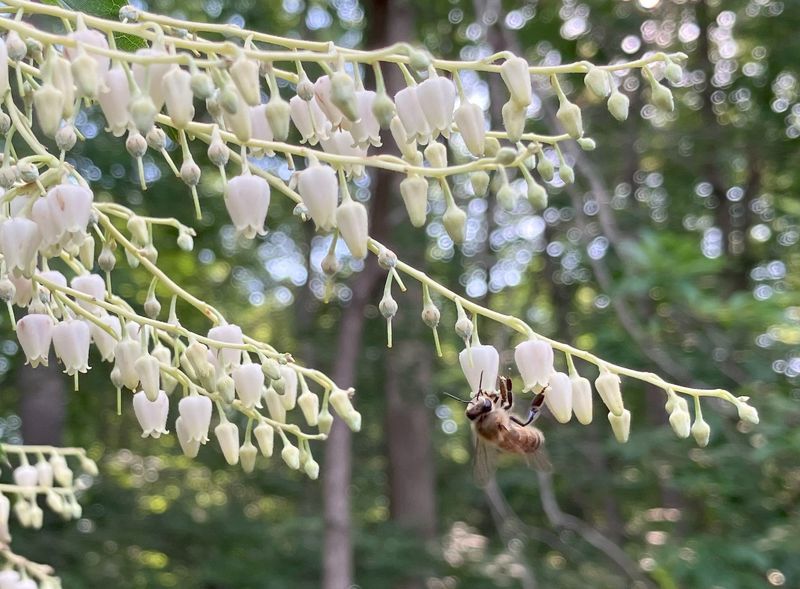Its flower clusters offer bees a seasonal food source