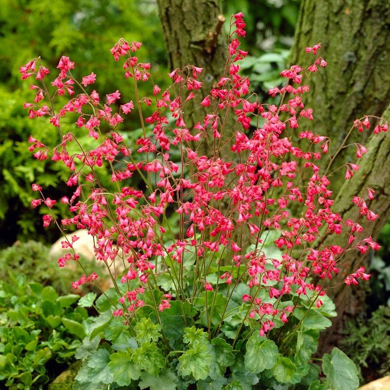 Coral Bells
