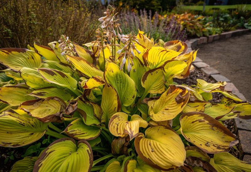 Investigate suspicious damage and protect container hostas