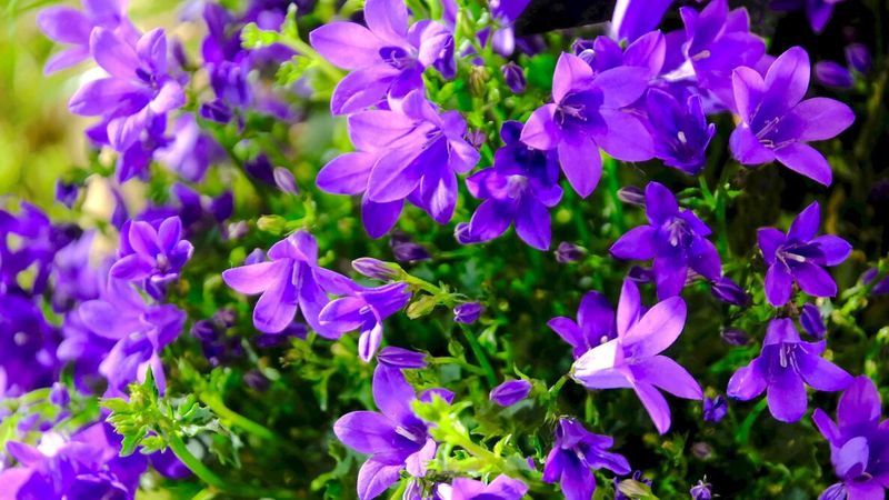 Campanula (Bellflower)