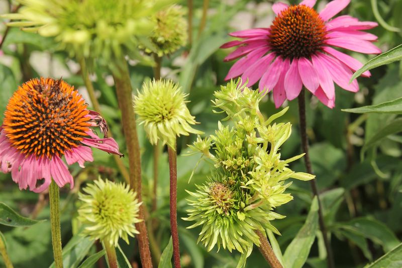 Recognize when distorted growth signals aster yellows