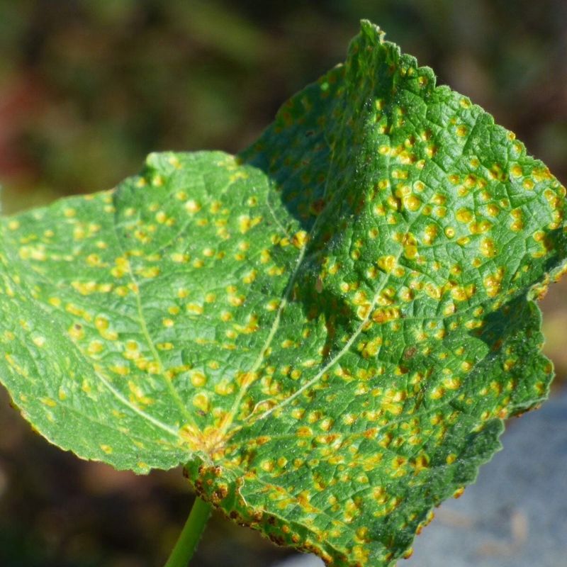 Keep Hollyhock Leaves Dry and Spaced