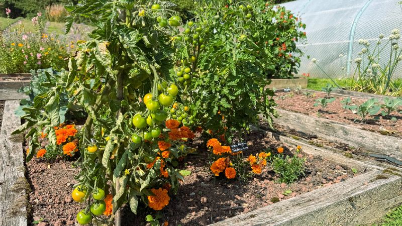 Plant them only where vegetables have room