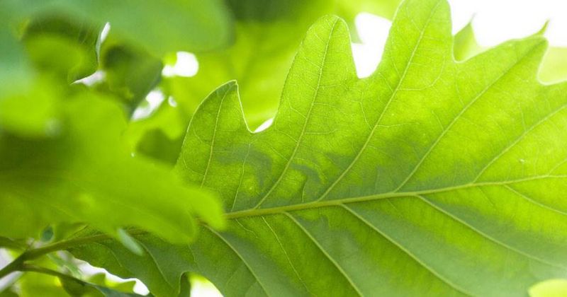 Any Heavy Pruning, Including Bleeders and Oaks