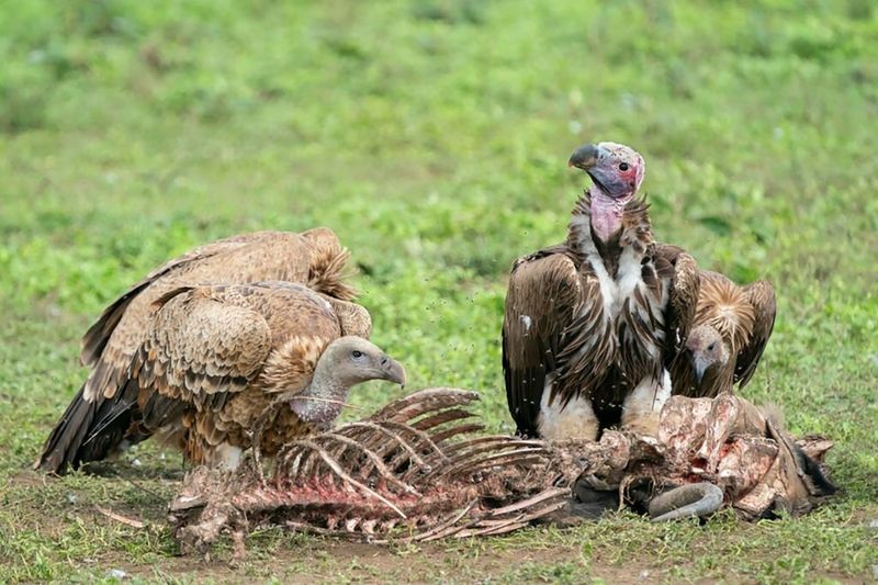 Vultures change carcass persistence and fly abundance