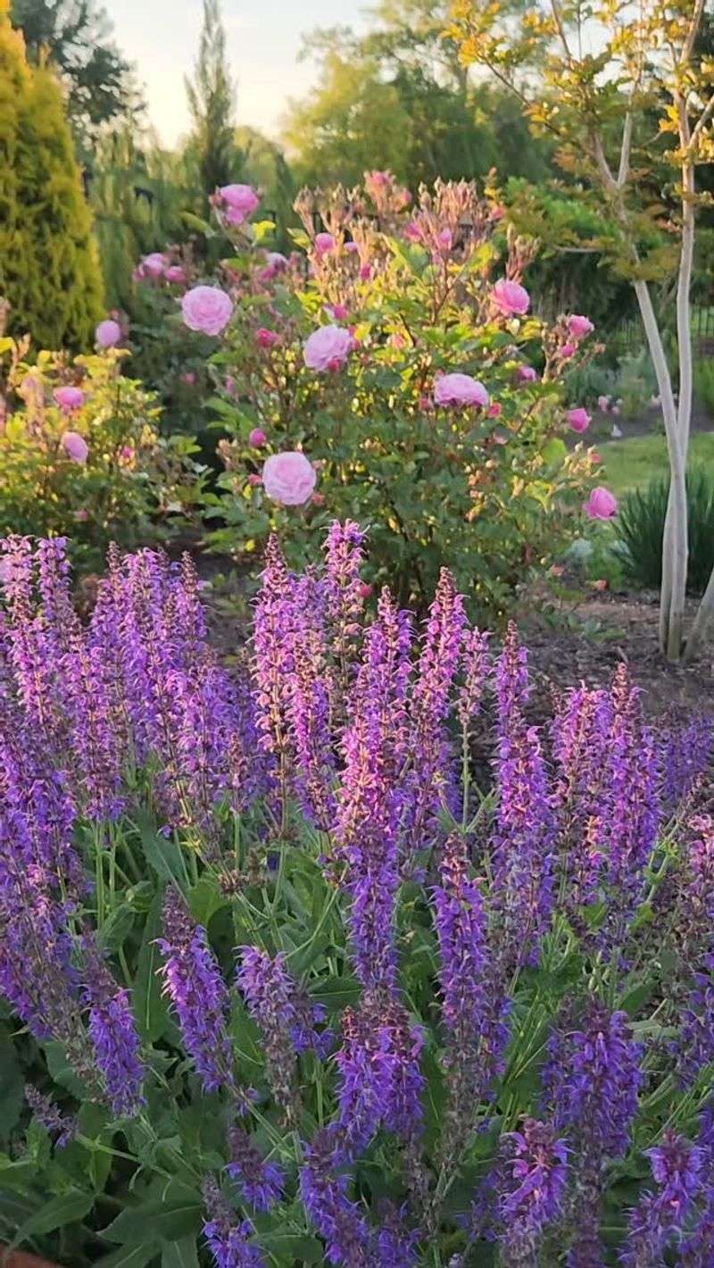 Salvia nemorosa