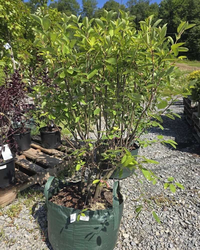 Read the nursery label before you buy