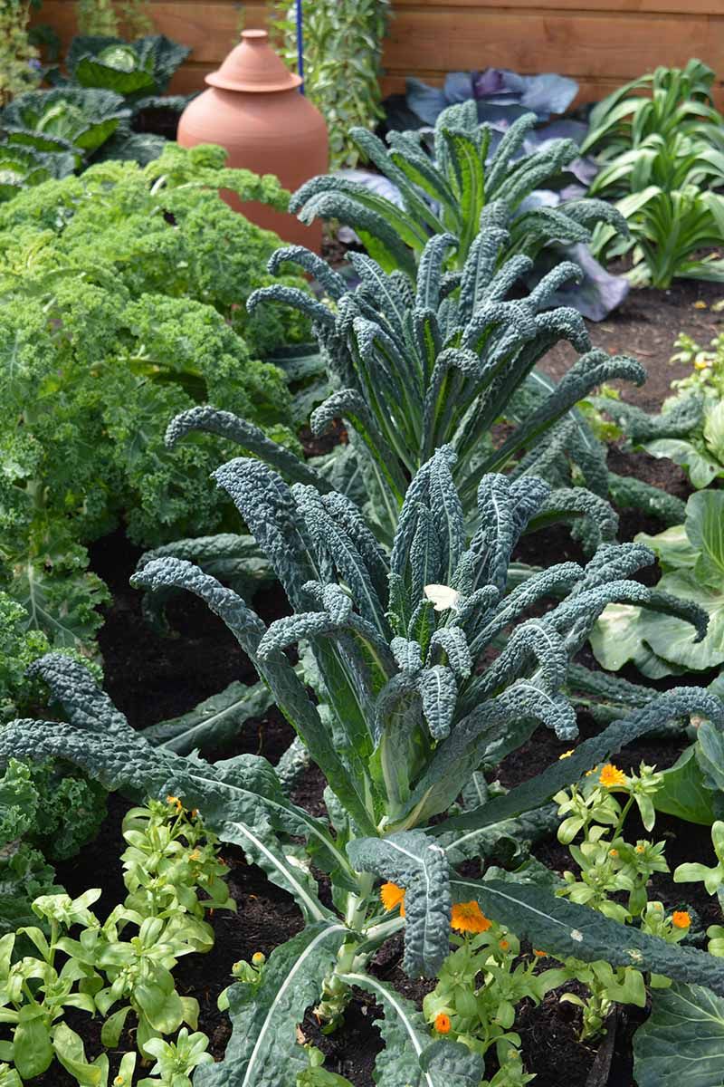 A tall kale plant may be growing normally