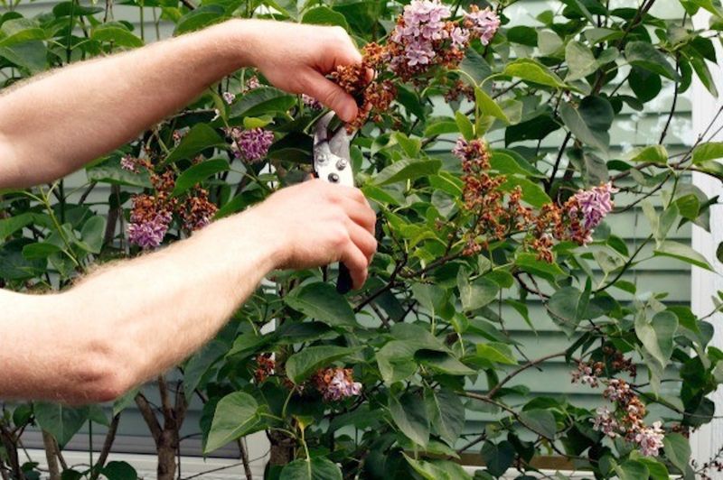 Prune for shape just after the flowers fade
