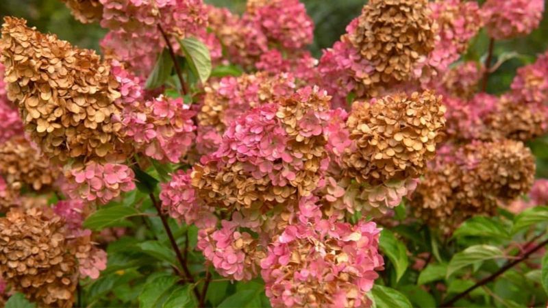 Heat Stress from High Temperatures