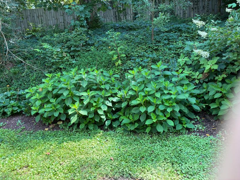 Letting Lawn Fertilizer Drift Into the Bed
